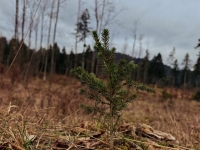 Akcija POSADI SVOJE DREVO!