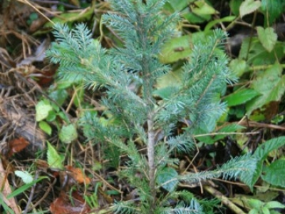 Akcija POSADI SVOJE DREVO!